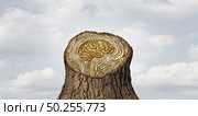 Brain aging or mind ageing as dementia cognitive function and old age memory loss changes concept and thinking or neurology life cycle and human memory health idea as tree rings in a 3D illustration style. Стоковое фото, агентство Ingram Publishing / Фотобанк Лори