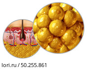 Fat anatomy diagram adipocyte or lipocyte concept with a cross section of the human body surface organ as a health care and medical symbol of anatomical function with 3D illustration elements. Стоковое фото, агентство Ingram Publishing / Фотобанк Лори