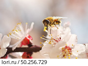 Bee on white spring tree apricot flower. Macro nature composition. Стоковое фото, агентство Ingram Publishing / Фотобанк Лори