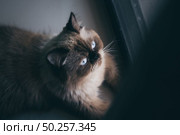 cat sitting alone and look out at the door, himalayan cat. Стоковое фото, агентство Ingram Publishing / Фотобанк Лори