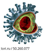 Coronavirus cell anatomy concept as a covid-19 virus cross section conceptual anatomical diagram with RNA strand as a contagious pathogen as a 3D illustration. Стоковое фото, агентство Ingram Publishing / Фотобанк Лори