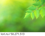 Green spring leaf of Koelreuteria paniculata branch with fresh leaf podstree and beautiful bokeh background. Composition of nature. Стоковое фото, агентство Ingram Publishing / Фотобанк Лори