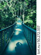 Earth Day concept with tropical forest background, natural sence with canopy tree in the wild. Стоковое фото, агентство Ingram Publishing / Фотобанк Лори