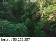 Earth Day concept with tropical forest background, natural sence with canopy tree in the wild. Стоковое фото, агентство Ingram Publishing / Фотобанк Лори