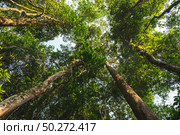 Earth Day concept with tropical forest background, natural sence with canopy tree in the wild. Стоковое фото, агентство Ingram Publishing / Фотобанк Лори