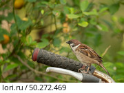 small bird living in the nature, common bird around the home. Стоковое фото, агентство Ingram Publishing / Фотобанк Лори