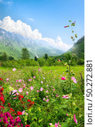 Idyllic summer day in the Durmitor National park. Montenegro. Durmitor National park. Стоковое фото, агентство Ingram Publishing / Фотобанк Лори