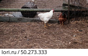 Rooster and white chickens in a homestead foraging feed at Backyard Coop. Brown hen wandering in a farmyard. Breeding livestock animals in agribusiness for free range organic egg and poultry industry. Стоковое видео, видеограф Марина Демидюк / Фотобанк Лори