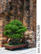 Tropical tree on the background of brickwork of ancient sacred Northwest Po Nagar Cham Tower of the 12th century in Nha Trang, Vietnam. Стоковое фото, фотограф Сергей Фролов / Фотобанк Лори