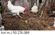 Rooster and white chickens in a homestead foraging feed at Backyard Coop. Brown hen wandering in a farmyard. Breeding livestock animals in agribusiness for free range organic egg and poultry industry. Стоковое видео, видеограф Марина Демидюк / Фотобанк Лори