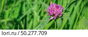 Trifolium pratense, the pink clover in the meadow against blurry green background. Web banner . Стоковое фото, фотограф Марина Демидюк / Фотобанк Лори
