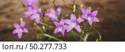 Violet blue flowers bell Campanula persicifolia, peach-leaved bellflower, on a bright green nature background. Web banner. Стоковое фото, фотограф Марина Демидюк / Фотобанк Лори