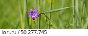 Violet blue flowers bell Campanula persicifolia, peach-leaved bellflower, on a bright green nature background. Web banner. Стоковое фото, фотограф Марина Демидюк / Фотобанк Лори