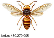 Murder hornet or Asian giant insect as a huge predator that kills honeybees as an animal concept for an invasive species isolated on a white background in a 3D illustration style. Стоковое фото, агентство Ingram Publishing / Фотобанк Лори