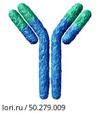 Antibody anatomy isolated on a white background and Immunoglobulin with disulfide bond as a Y shaped proteinas part of the immune system to fight disease as a 3D render. Стоковое фото, агентство Ingram Publishing / Фотобанк Лори