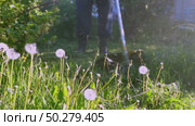 Man with grass trimmer mowing lawn in garden plot. Стоковое видео, видеограф Igor Skripachev / Фотобанк Лори