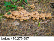 Lots of Armillaria mellea on a tree in the autumn forest. Стоковое фото, фотограф Марина Демидюк / Фотобанк Лори
