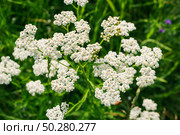 An image of Common yarrow, Achillea millefolium. Стоковое фото, фотограф Марина Демидюк / Фотобанк Лори