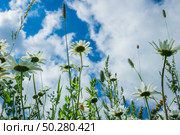 Branches of fresh chamomile. Matricaria chamomilla. A wild Flower. Стоковое фото, фотограф Марина Демидюк / Фотобанк Лори