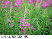 Chamaenerion angustifolium fireweed, great willowherb, rosebay willowherb, Saint Anthony's Laurel pink flowers on the green natural background. Стоковое фото, фотограф Марина Демидюк / Фотобанк Лори