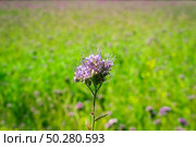 Green manure phacelia tanacetifolia flower on the phacelia field . Стоковое фото, фотограф Марина Демидюк / Фотобанк Лори