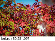 Natural Background Shapes and Textures of Fresh Red Virginia Creeper Leaves in Autumn, Стоковое фото, фотограф Марина Демидюк / Фотобанк Лори