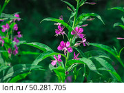 Chamaenerion angustifolium, a Fireweed blooming in the meadow. Стоковое фото, фотограф Марина Демидюк / Фотобанк Лори