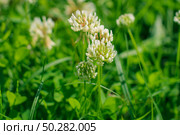 Trifolium pratense, the white clover in the meadow. Стоковое фото, фотограф Марина Демидюк / Фотобанк Лори