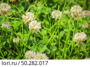 Trifolium pratense, the white clover in the meadow. Стоковое фото, фотограф Марина Демидюк / Фотобанк Лори