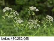 White flowers of Anthriscus sylvestris close-up on a green. Стоковое фото, фотограф Марина Демидюк / Фотобанк Лори