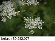 White flowers of Anthriscus sylvestris close-up on a green. Стоковое фото, фотограф Марина Демидюк / Фотобанк Лори