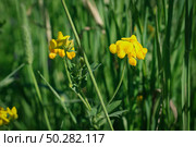 Yellow lotus corniculatus, bird's-foot trefoil glowing by sunlight in day. Стоковое фото, фотограф Марина Демидюк / Фотобанк Лори
