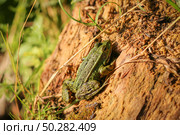 Green Frog is sunning itself on a stump. Стоковое фото, фотограф Марина Демидюк / Фотобанк Лори