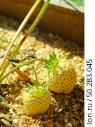 Agricultural industry. Young strawberry bushes. Young green strawberries in the garden. Стоковое фото, фотограф Марина Демидюк / Фотобанк Лори