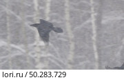 Чёрный ворон в полете. Corvus corax. Стоковое видео, видеограф Дмитрий Якубович / Фотобанк Лори