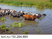 Cows wade cross the river. Стоковое фото, фотограф Олег Жуков / Фотобанк Лори