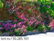 Red valerian (Centranthus ruber) Стоковое фото, фотограф Олег Жуков / Фотобанк Лори