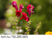 Large beautiful bright pink flowers antirrhinum majus bloom in the garden against the background of juicy green grass. Стоковое фото, фотограф Марина Демидюк / Фотобанк Лори