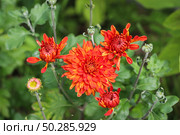 Zinnia elegans, Zinnia swizzle scarlet yellow. Natural theme. Стоковое фото, фотограф Марина Демидюк / Фотобанк Лори