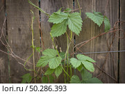 Young Humulus curls on a wooden fence. Стоковое фото, фотограф Марина Демидюк / Фотобанк Лори