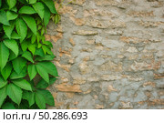 Old stone wall with ivy as background. Стоковое фото, фотограф Марина Демидюк / Фотобанк Лори