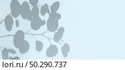 Plant shadows on cian color wall. Leaves shadow background. Branches, flowers and foliage on pastel studio background. Product presentation, Minimal mock up for advertising. Trendy Overlay effect. Стоковое фото, фотограф Марина Демидюк / Фотобанк Лори