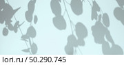 Plant shadows on cian color wall. Leaves shadow background. Branches, flowers and foliage on pastel studio background. Product presentation, Minimal mock up for advertising. Trendy Overlay effect. Стоковое фото, фотограф Марина Демидюк / Фотобанк Лори
