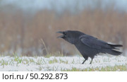 Черный ворон зимой. Corvus corax. Стоковое видео, видеограф Дмитрий Якубович / Фотобанк Лори