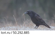 Черный ворон зимой. Corvus corax. Стоковое видео, видеограф Дмитрий Якубович / Фотобанк Лори