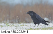 Черный ворон зимой. Corvus corax. Стоковое видео, видеограф Дмитрий Якубович / Фотобанк Лори