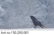 Черный ворон зимой. Corvus corax. Стоковое видео, видеограф Дмитрий Якубович / Фотобанк Лори