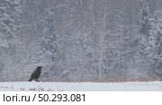 Черный ворон зимой. Corvus corax. Стоковое видео, видеограф Дмитрий Якубович / Фотобанк Лори