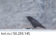 Черный ворон зимой. Corvus corax. Стоковое видео, видеограф Дмитрий Якубович / Фотобанк Лори