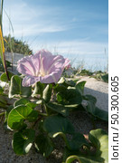 Calystegia soldanella is a species of flowering plant belonging to the family Convolvulaceae. Стоковое фото, агентство Ingram Publishing / Фотобанк Лори